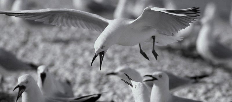 Seagulls fighting over a chip
